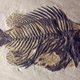 Image: Wikimedia